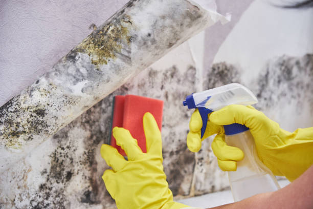 Fort Polk South, LA Mold Removal Services Company